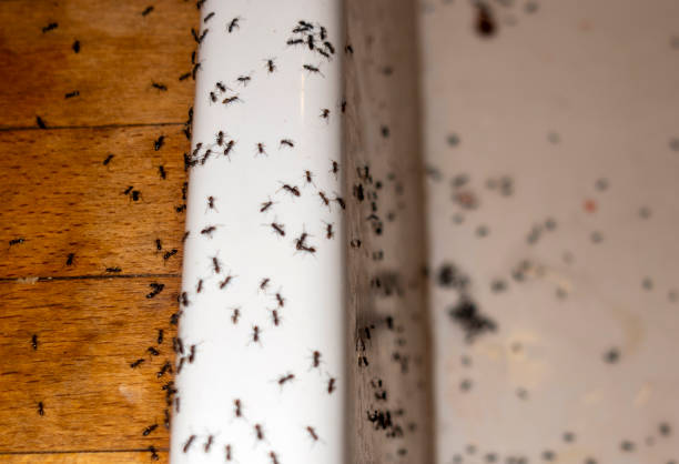 Best Ant Control Services  in Milliken, CO